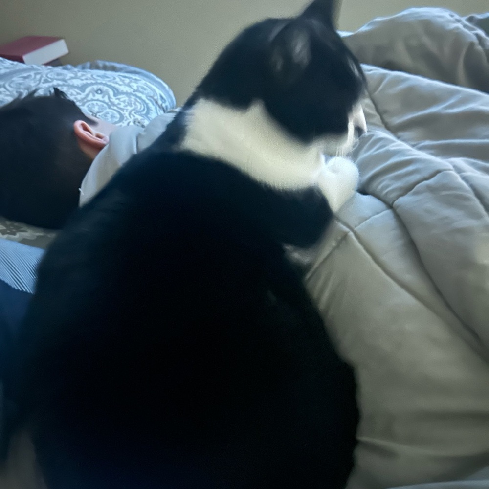 Black and White Cat